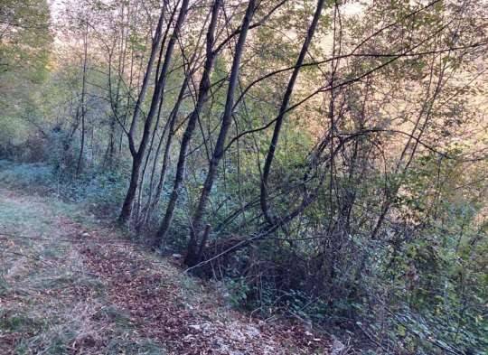 immagine annuncio 1 di 7