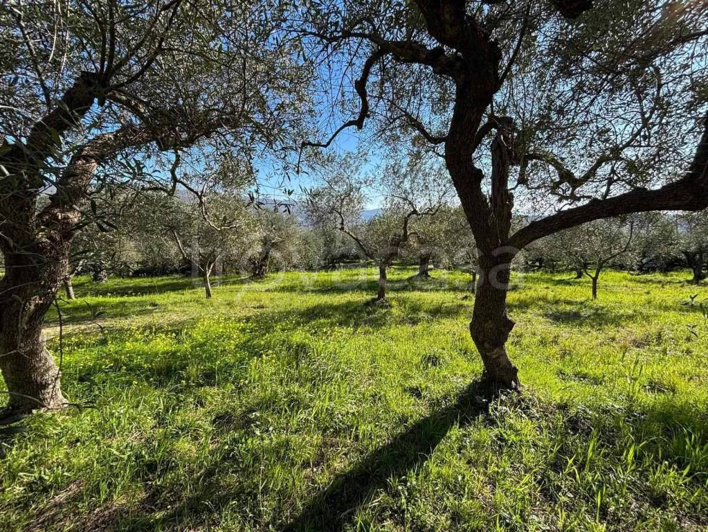 immagine annuncio 7 di 10