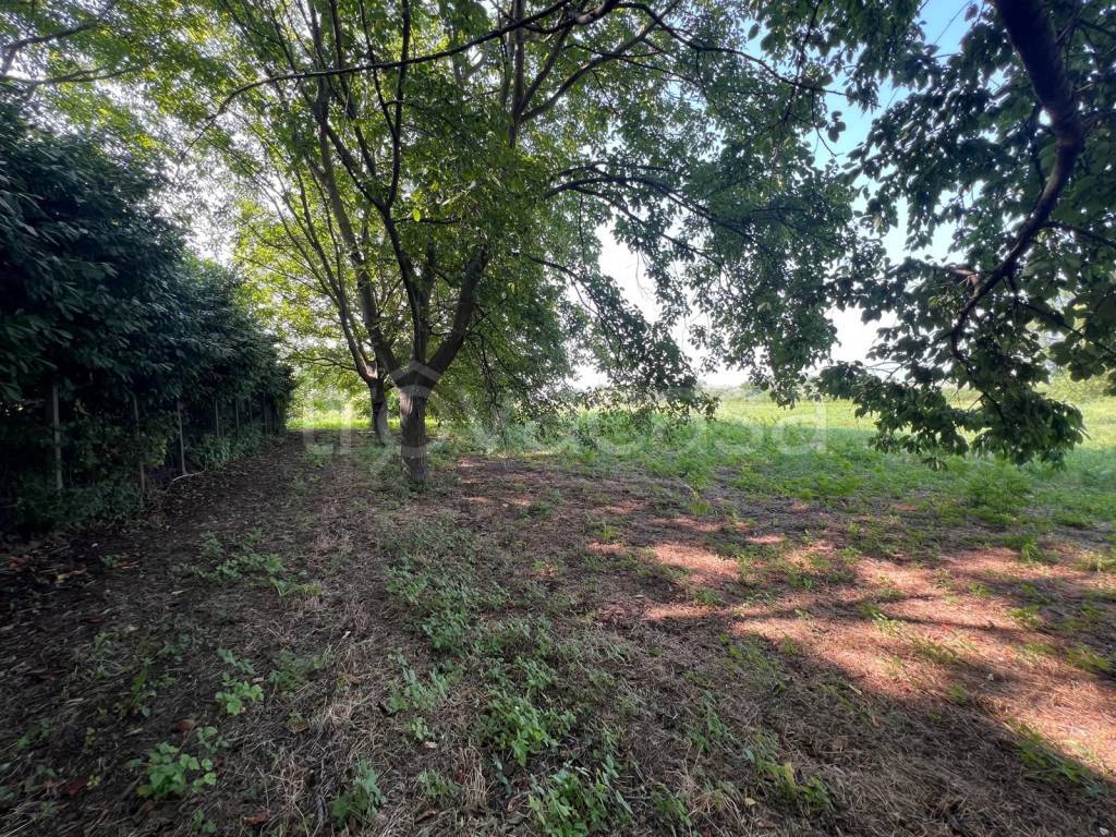 immagine annuncio 5 di 7