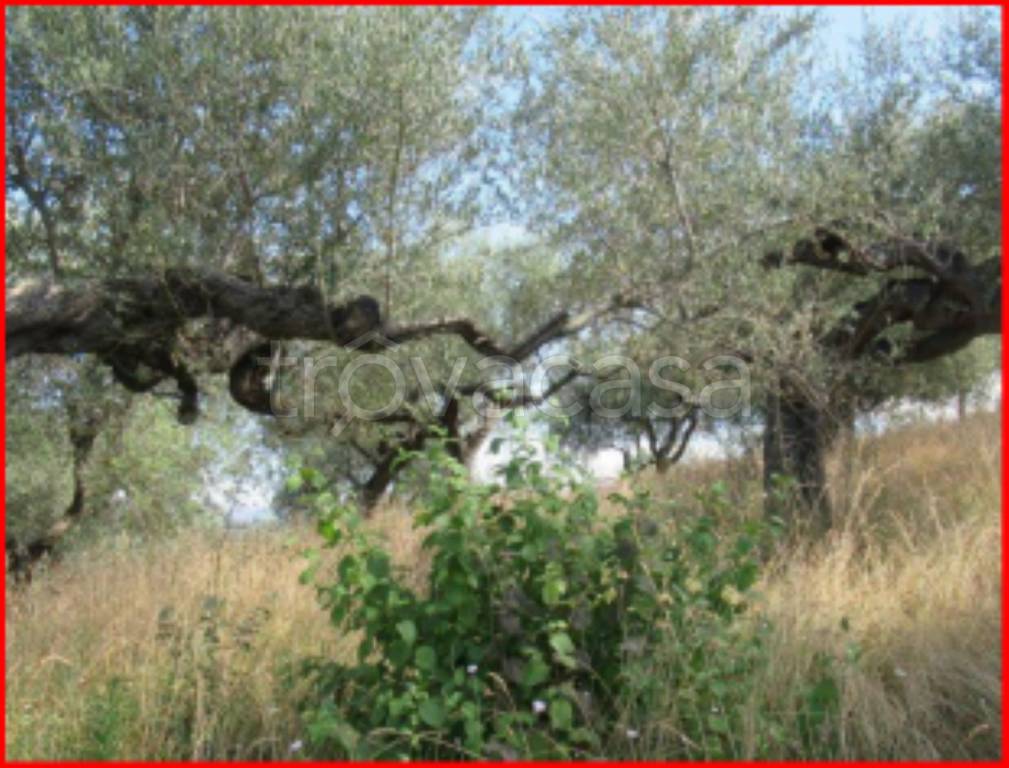 immagine annuncio 8 di 11