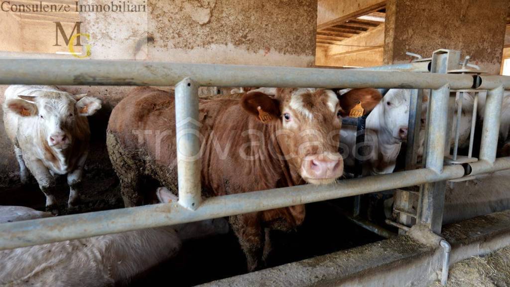 immagine annuncio 5 di 14