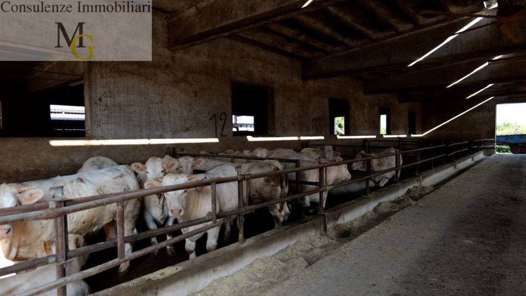 immagine annuncio 10 di 14