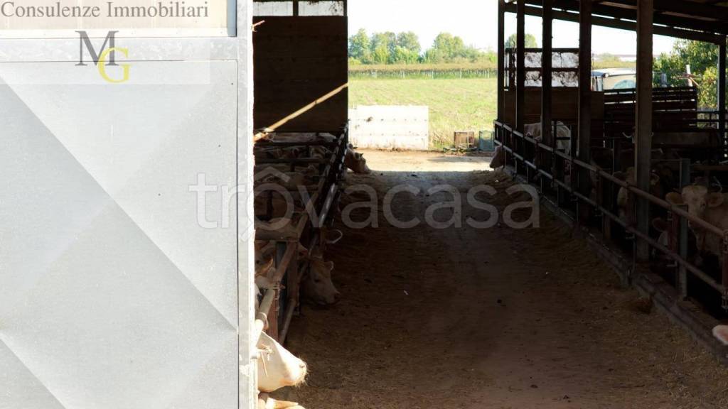 immagine annuncio 11 di 14