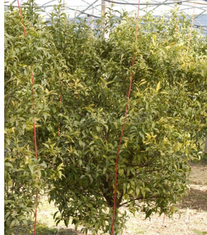 immagine annuncio 6 di 9