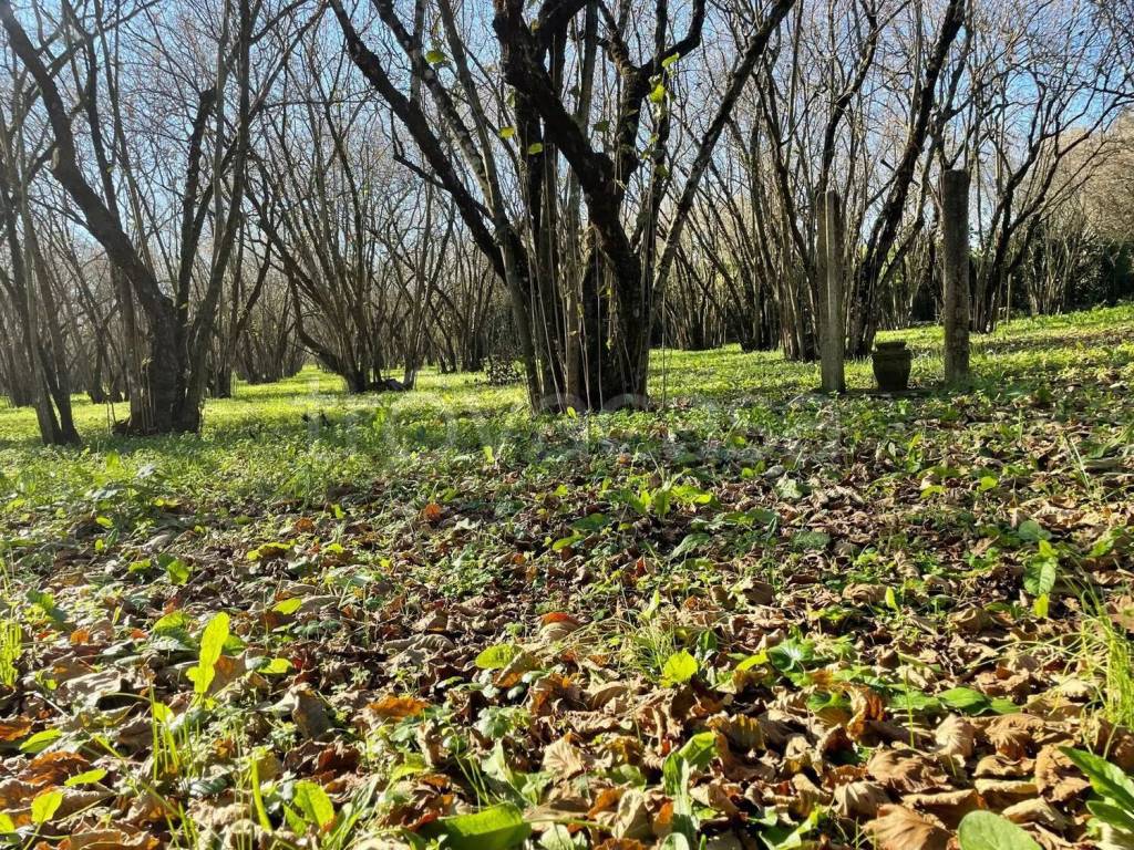 immagine annuncio 1 di 2