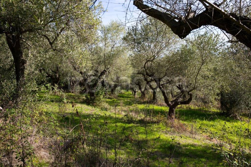 immagine annuncio 3 di 7