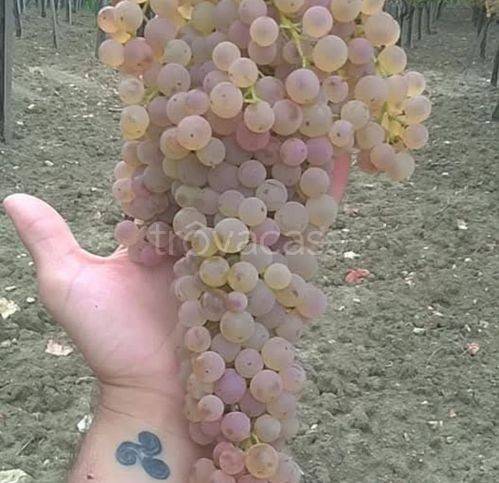 immagine annuncio 3 di 7