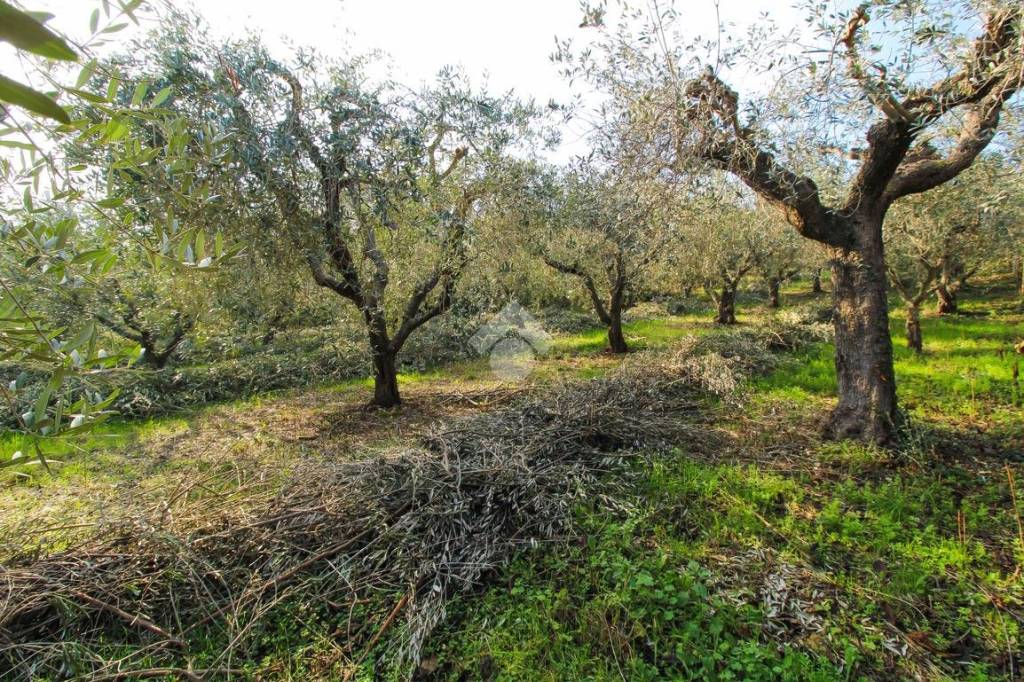 immagine annuncio 2 di 7