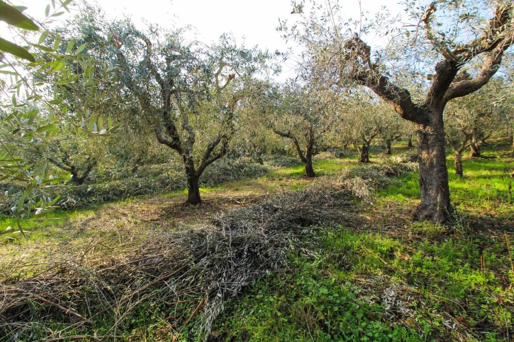 immagine annuncio 6 di 7