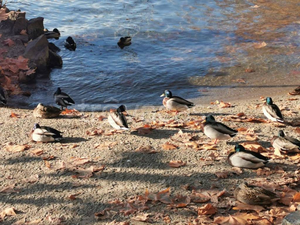 immagine annuncio 13 di 14