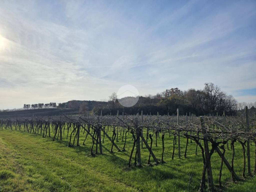 immagine annuncio 2 di 7