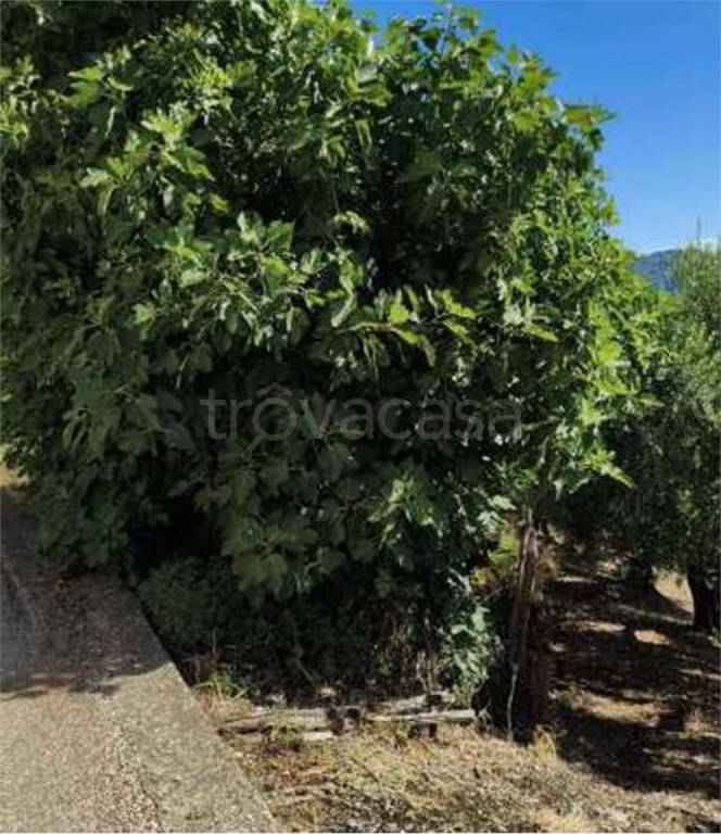 immagine annuncio 12 di 14