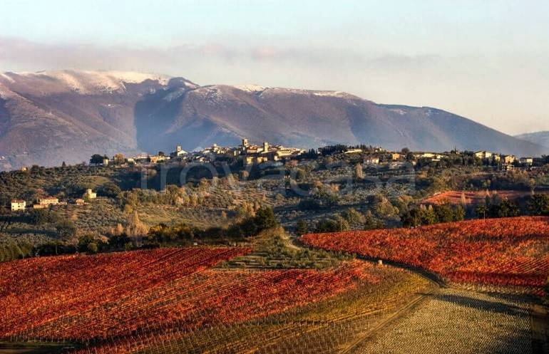 immagine annuncio 9 di 13