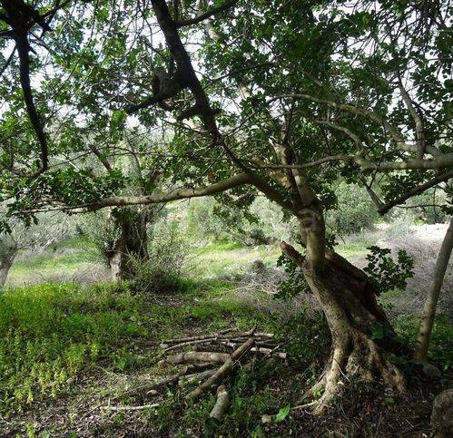 immagine annuncio 8 di 13