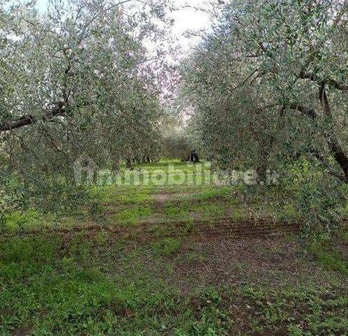 immagine annuncio 4 di 6