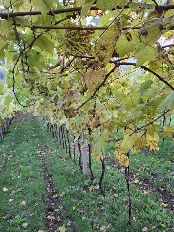 immagine annuncio 2 di 7