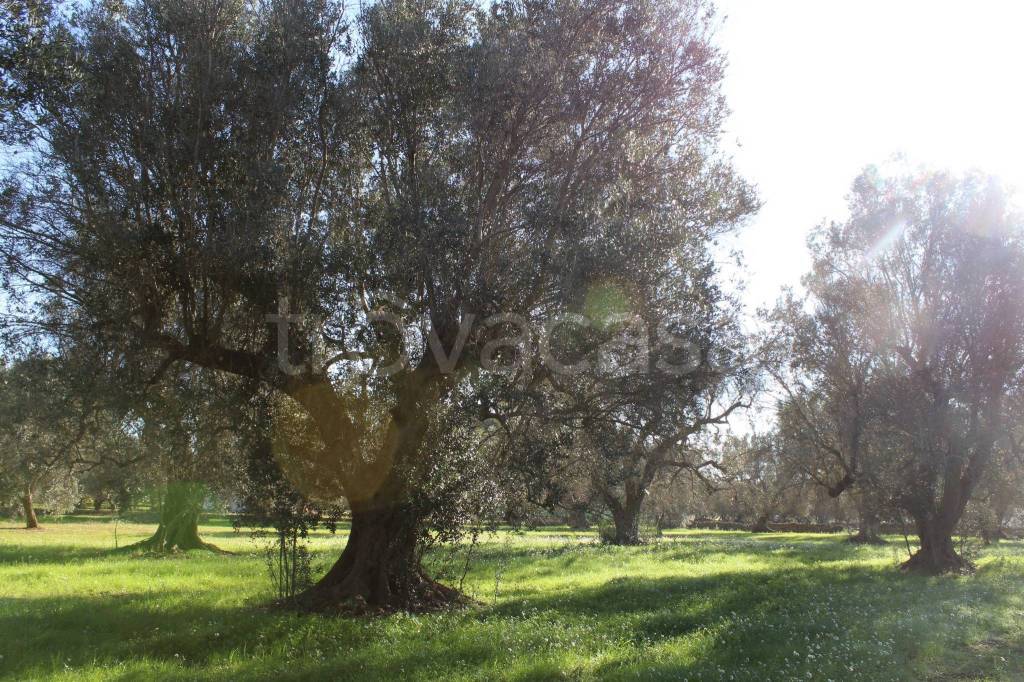 immagine annuncio 11 di 14