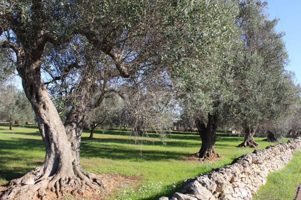 immagine annuncio 12 di 14