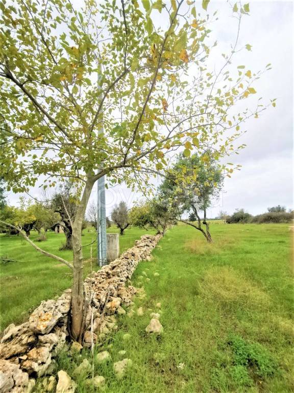 immagine annuncio 6 di 9