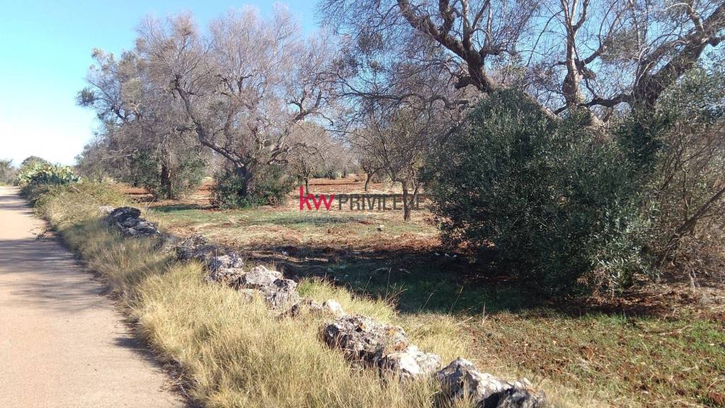 immagine annuncio 5 di 8