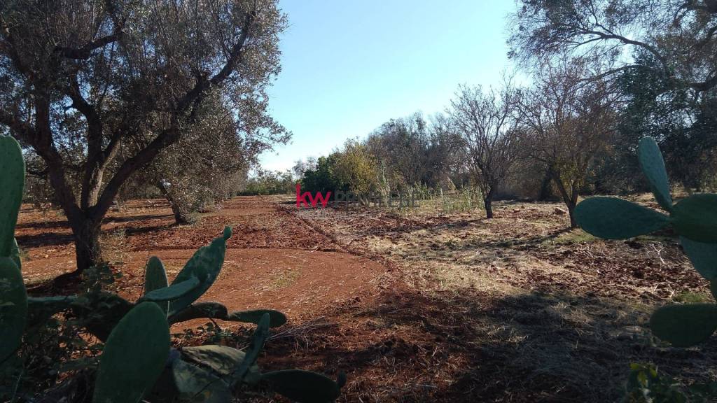 immagine annuncio 6 di 8