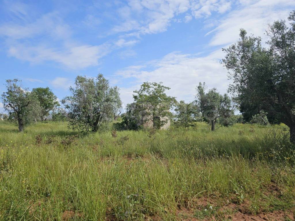 immagine annuncio 1 di 8