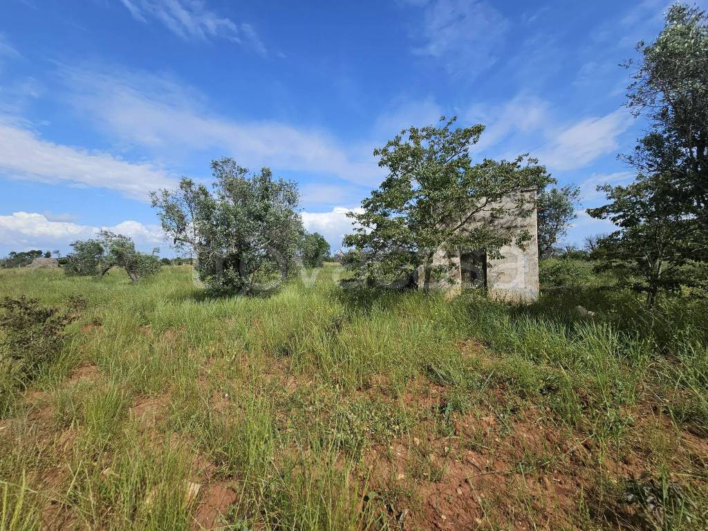 immagine annuncio 3 di 8