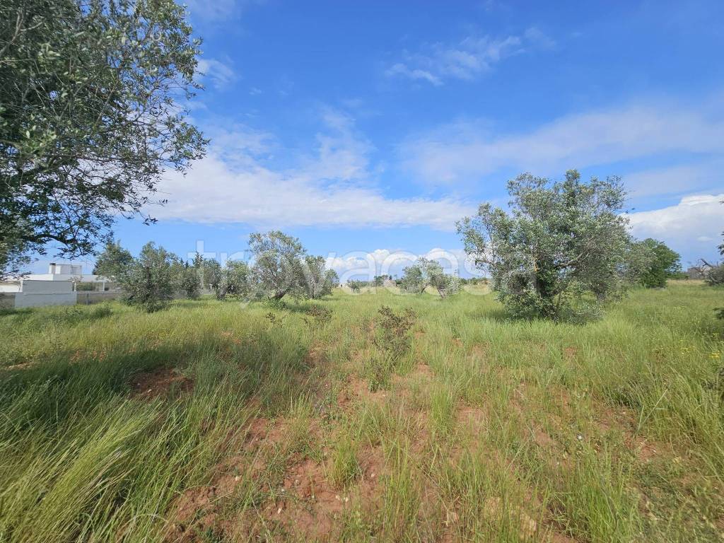 immagine annuncio 4 di 8