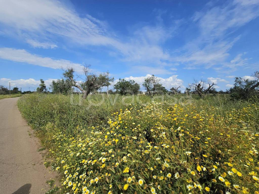 immagine annuncio 6 di 8