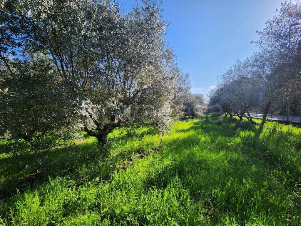 immagine annuncio 10 di 13