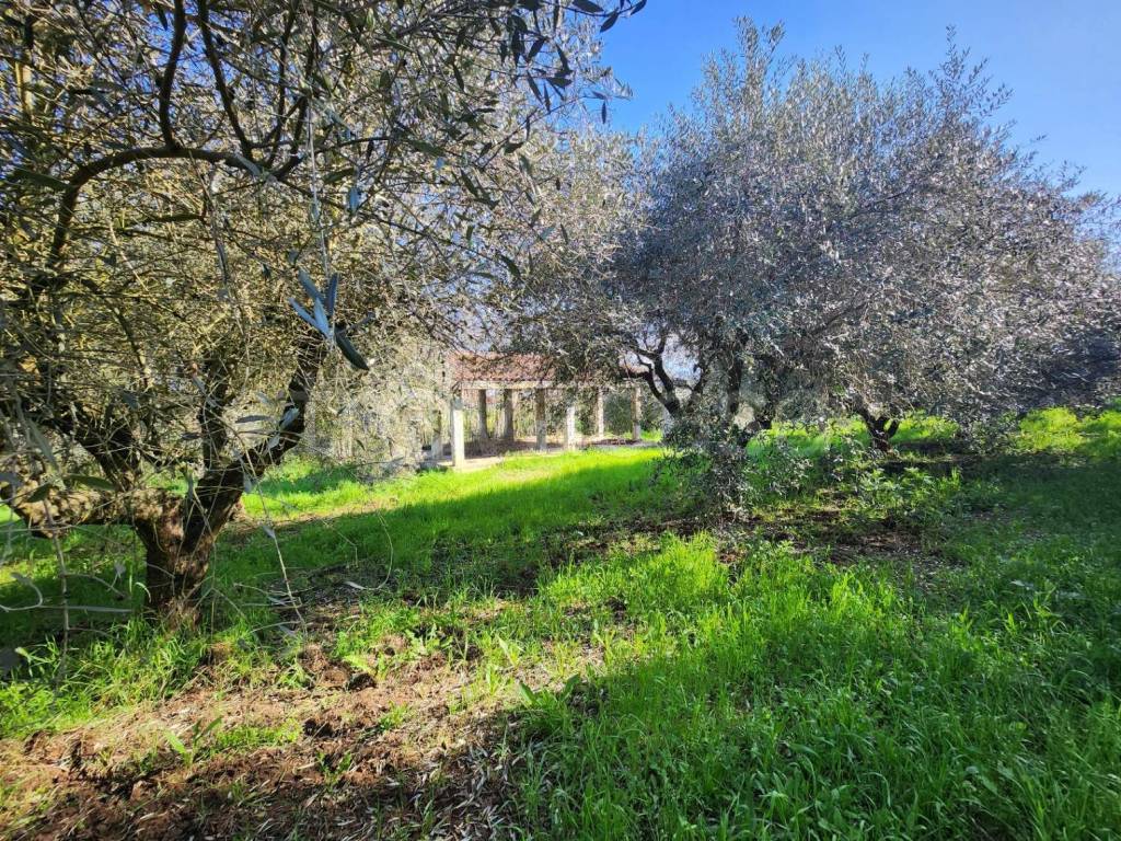 immagine annuncio 12 di 13