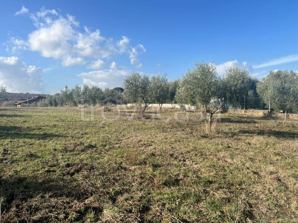 immagine annuncio 11 di 12