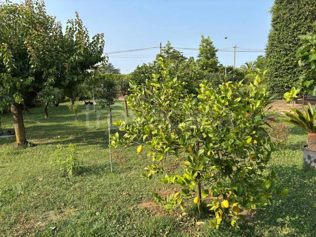 immagine annuncio 9 di 11