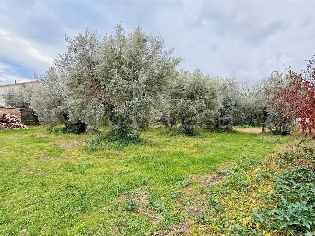 immagine annuncio 3 di 8