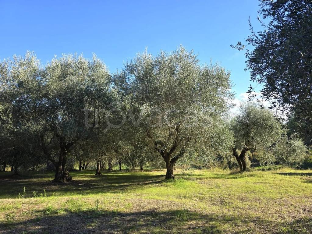 immagine annuncio 3 di 6