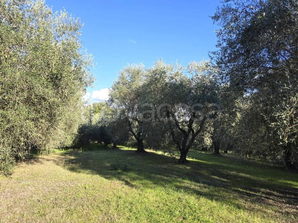 immagine annuncio 4 di 6