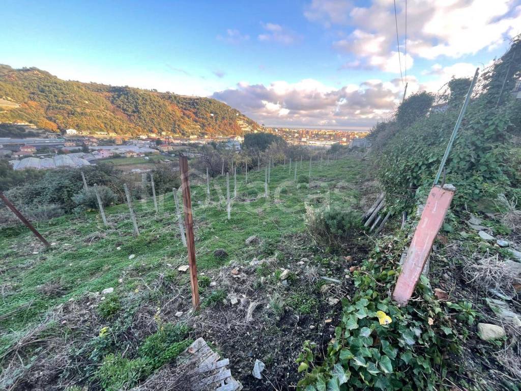 immagine annuncio 3 di 8