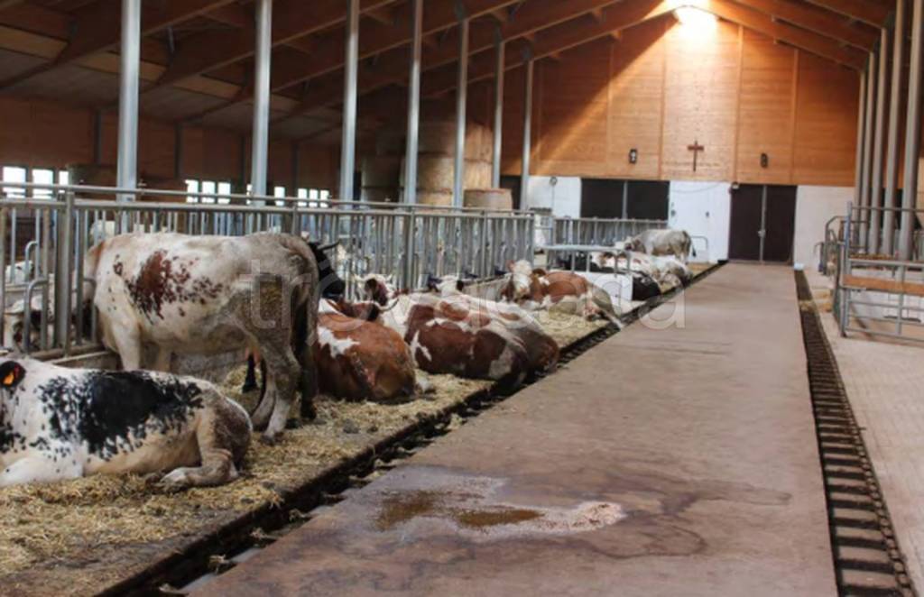 immagine annuncio 7 di 10