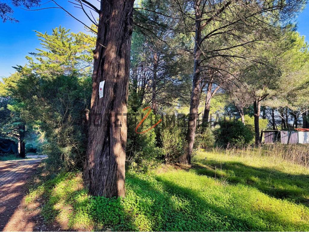 immagine annuncio 5 di 6