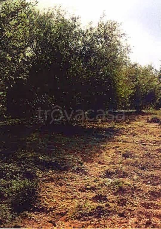 immagine annuncio 6 di 8