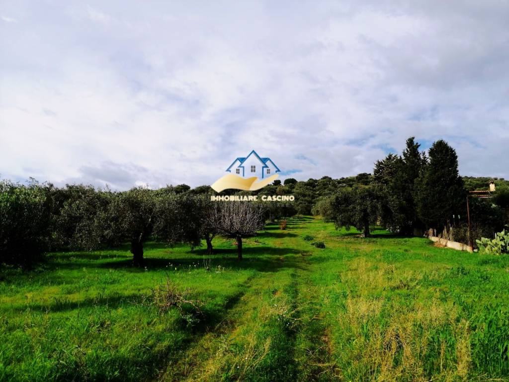 immagine annuncio 3 di 12