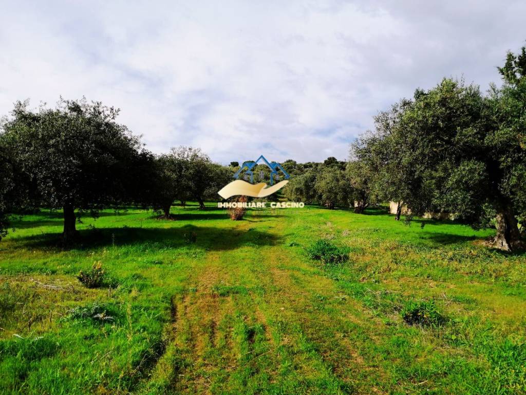 immagine annuncio 8 di 12