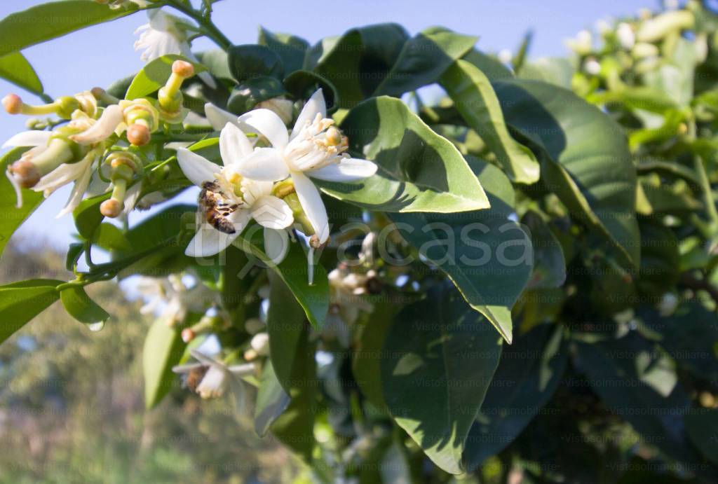 immagine annuncio 6 di 12