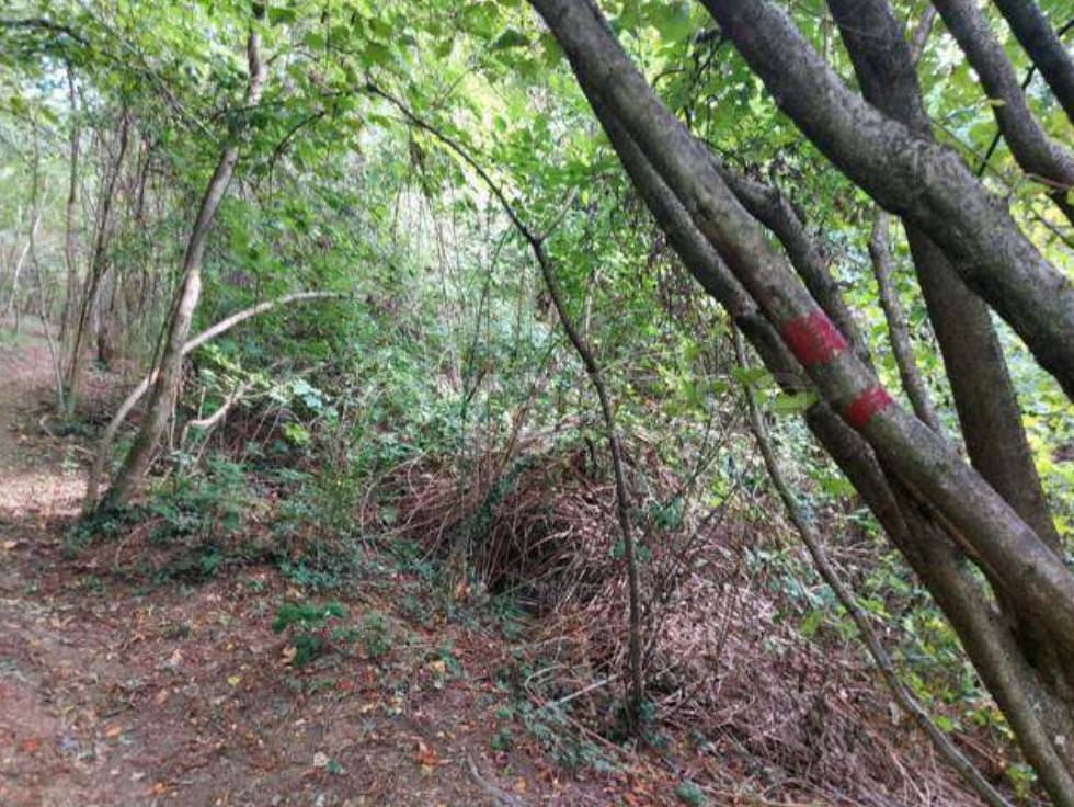 immagine annuncio 1 di 13