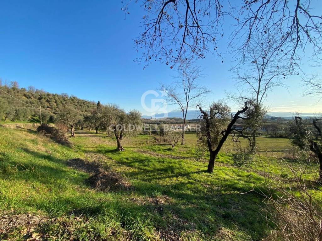 immagine annuncio 3 di 11