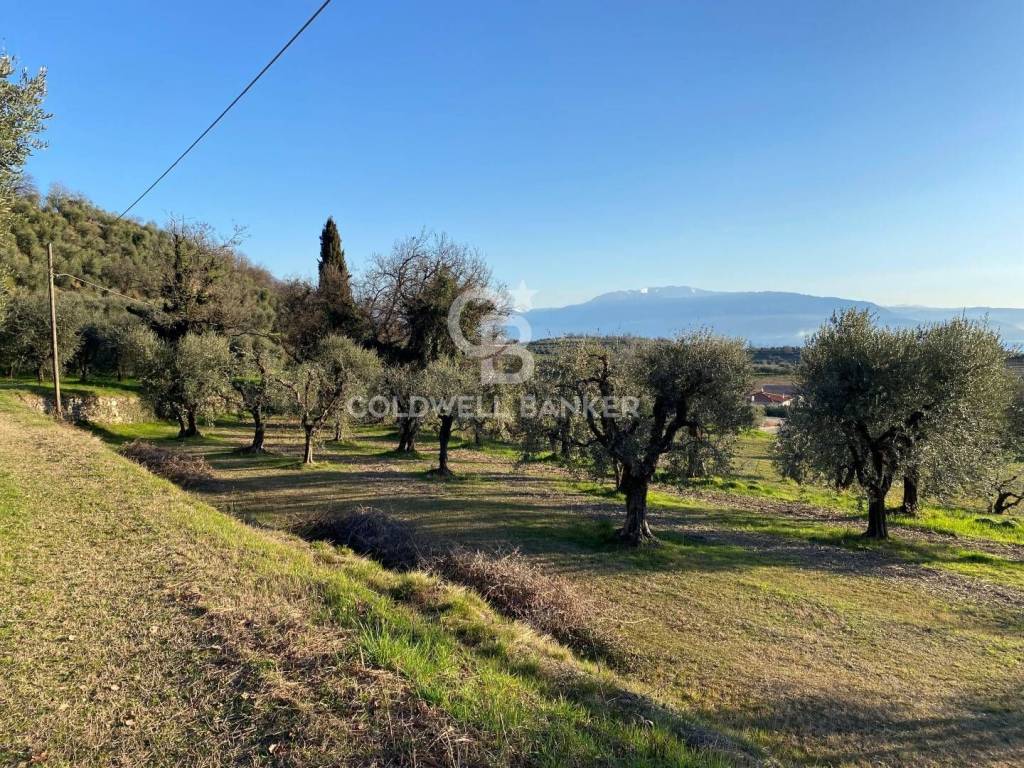 immagine annuncio 4 di 11