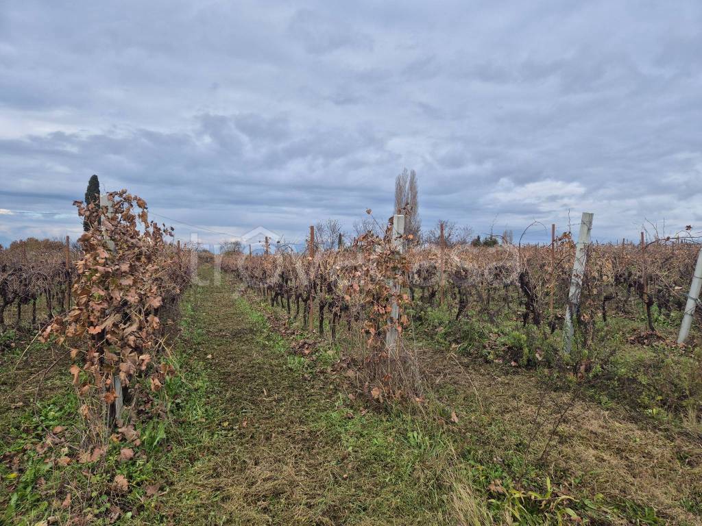 immagine annuncio 1 di 6