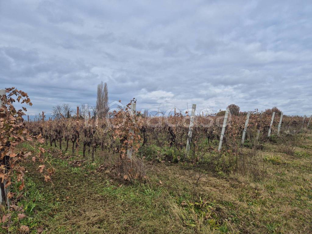 immagine annuncio 2 di 6