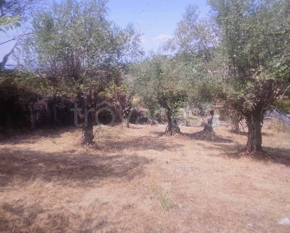 immagine annuncio 3 di 6