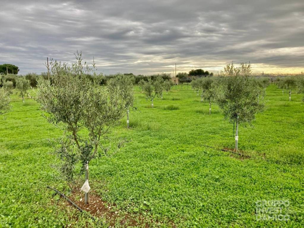 immagine annuncio 5 di 7